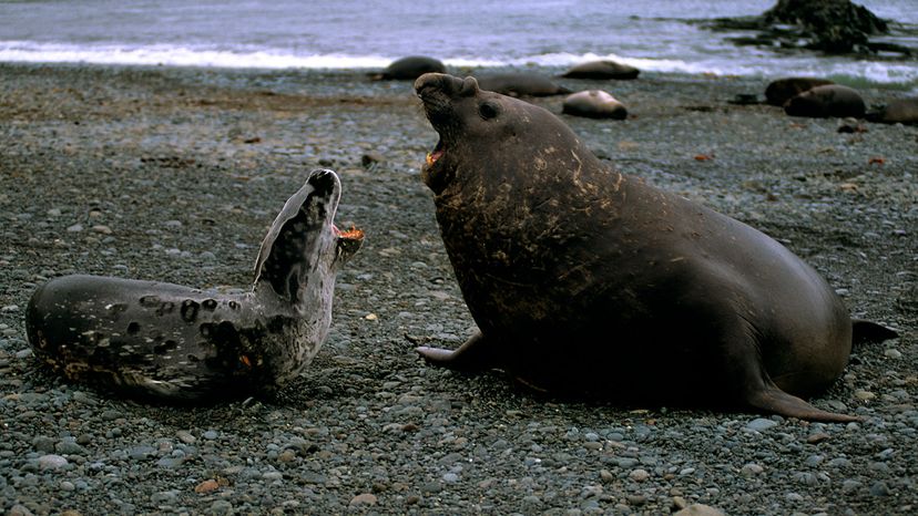 leopard seal