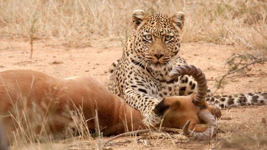 How do leopards kill animals larger than they are?