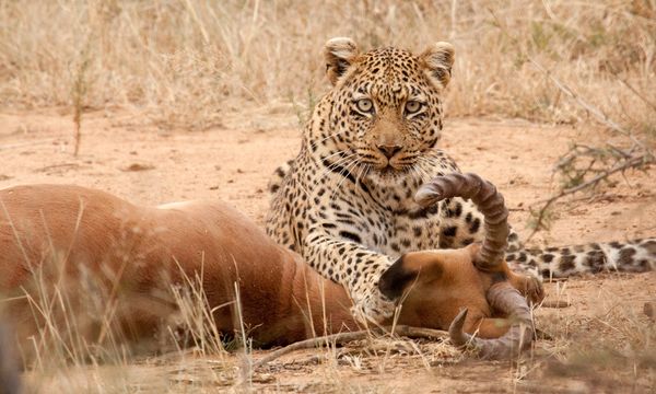 Leopard Prey