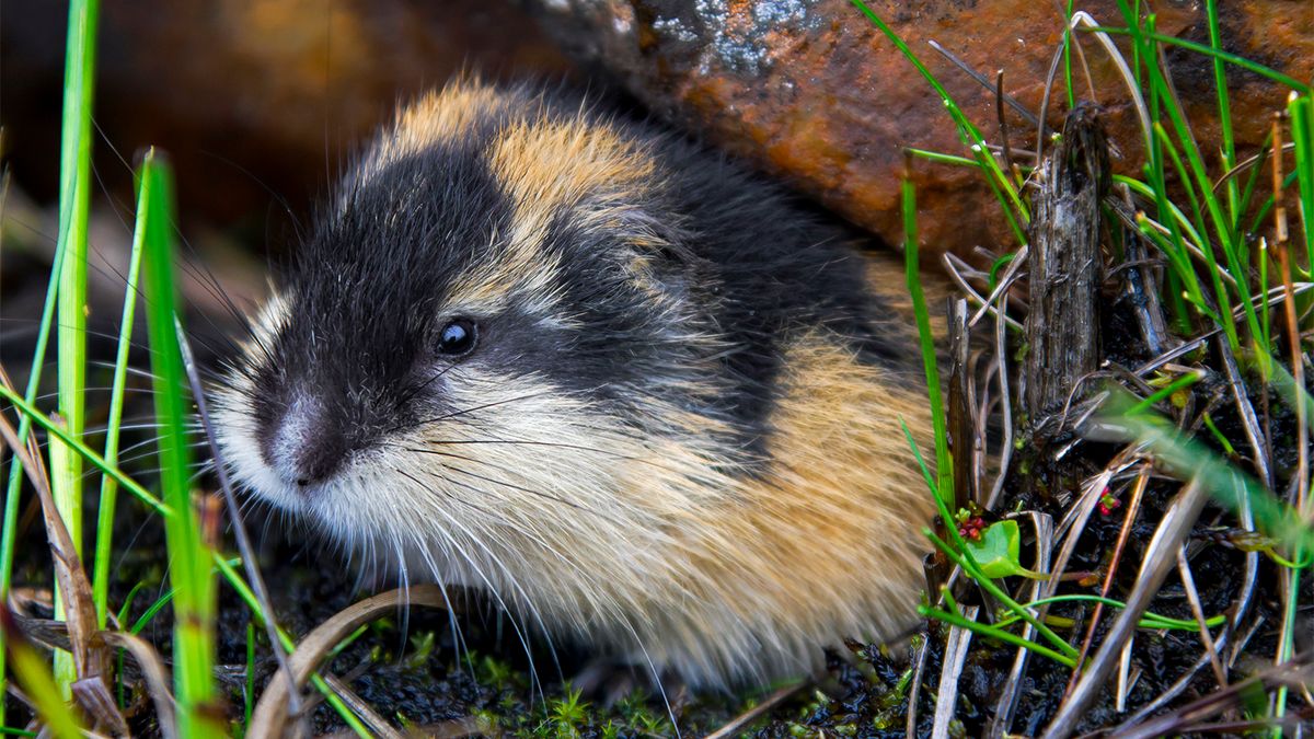 lemmings animal in the tundra