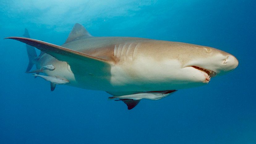 The Lemon Shark Is a (Relatively) Friendly Shark | HowStuffWorks