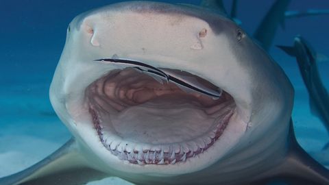 The Lemon Shark Is a (Relatively) Friendly Shark - Vimarsana News