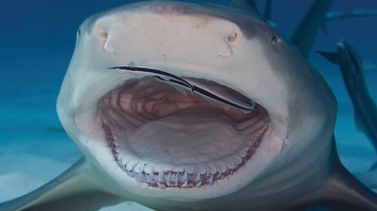 The Lemon Shark Is a (Relatively) Friendly Shark