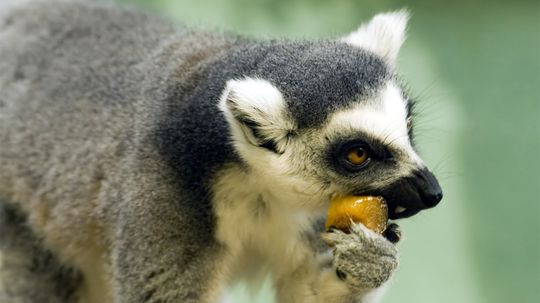 Plants Evolve Scents and Colors to Attract Animals for Seed Dispersal