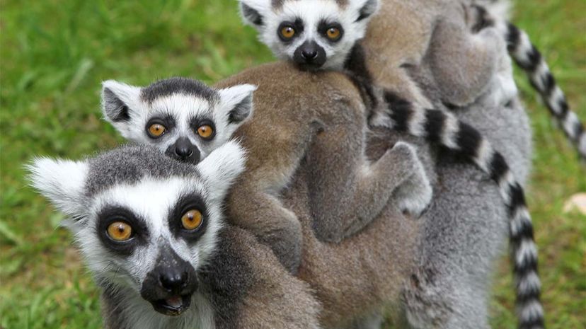 Lemur，Ringtail“width=