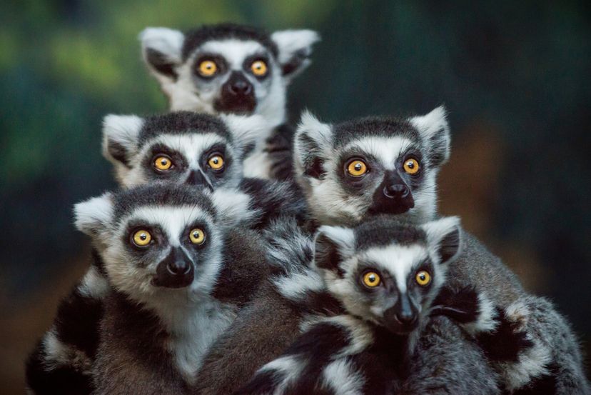 Group of lemurs looking in one direction,