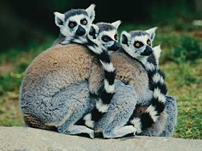 lemurs