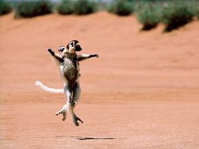 Wild Cam: TWS Members Find What's Eating Lemurs in Madagascar - The  Wildlife Society