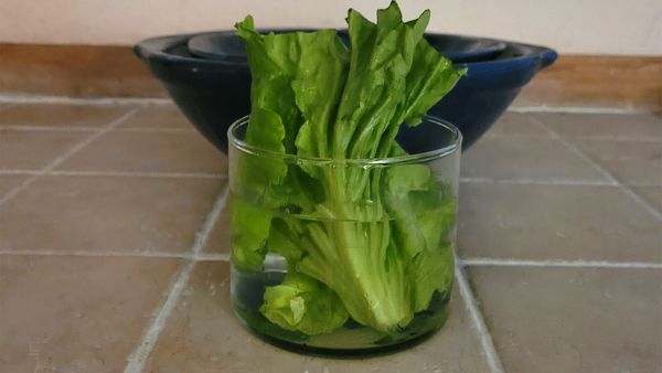 Lettuce water	