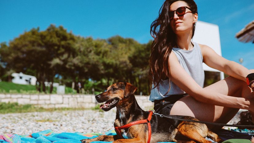 letting the dogs out