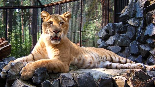 Lions, Tigers and … Ligers? Oh My!