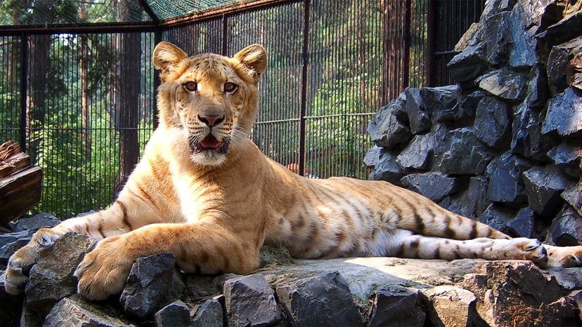 tiger and leopard mix