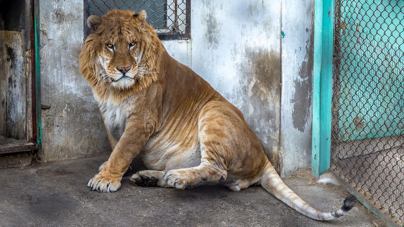 Liger in a concrete cage