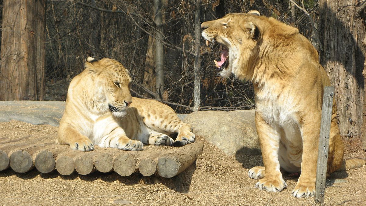 Liger vs. Tigon: Same Kinds of Parents, Very Different Qualities