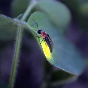 当你想到生物发光时，你还想到了什么？我们的朋友当然是萤火虫。这是在大豆植物上摆姿势的photinus pyralis。“border=