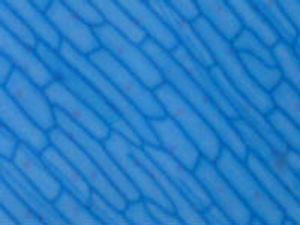 How Light Microscopes Work