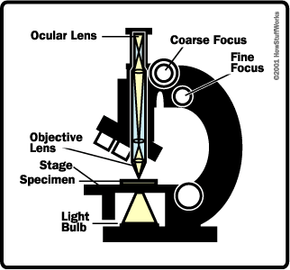 Enlighten renæssance Bunke af The Basics - How Light Microscopes Work | HowStuffWorks