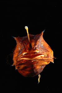 The anglerfish, with its bioluminescent protrusion for attracting prey.