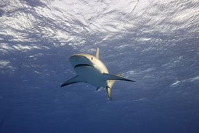 A reef shark in Nassau, Bahamas, during the filming of Discovery Channel's "MythBusters." See more shark pictures.”border=