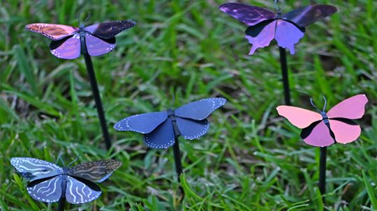 Butterflies Inspire Creation of Lightest Paint in the World