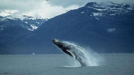 18新利最新登入生命是如何进化的?”width=