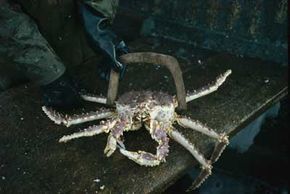 Alaskan king crab being measured