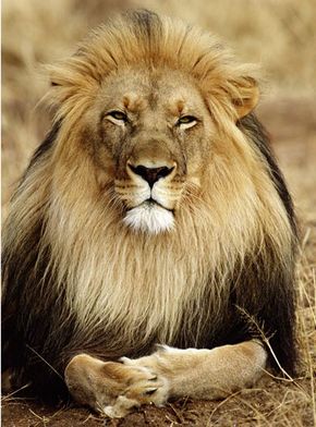 lion lying on ground