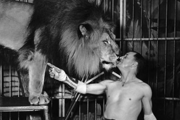 lion taming