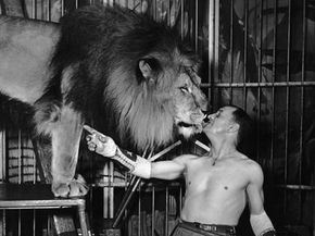 Lion tamer Jim Roose feeding a lion with a lump of meat in his mouth in October 1949. This lion is the mate of the lioness that eventually killed Roose's brother and daughter.