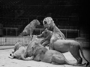 Trainer Joe Clavall, aka Tarzan, sits amidst some of his 12 Atlas lions and lionesses, while they rehearse for a show by Jack Hylton's circus at Earl's Court in London.