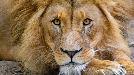 Lions: 5 Roaring Facts About the King of the Beasts