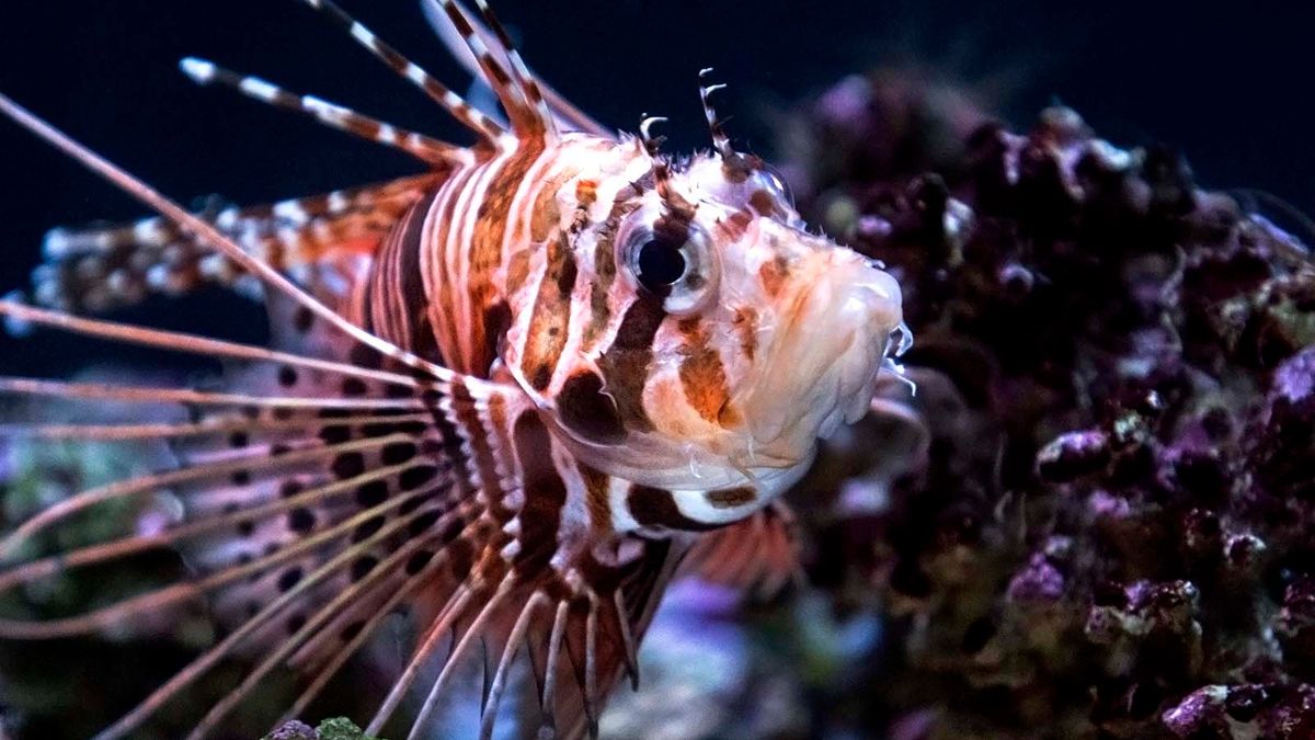 lionfish habitat