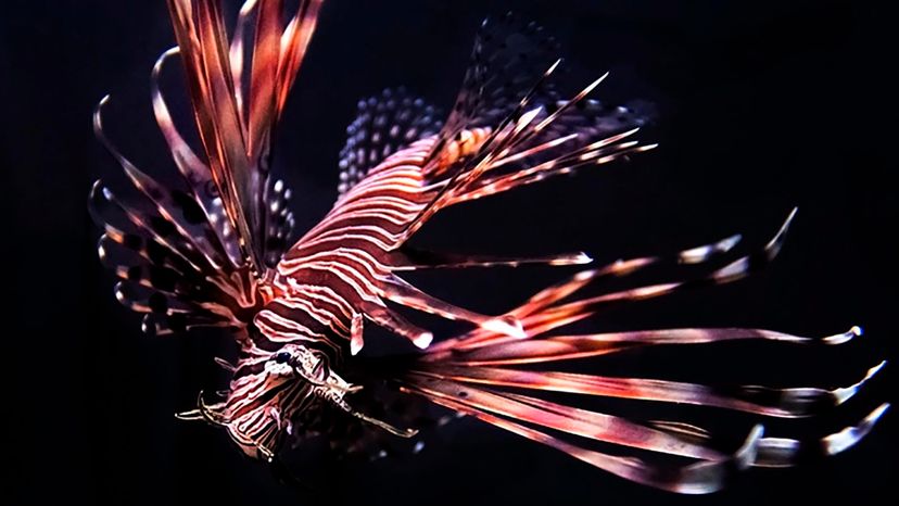 lionfish