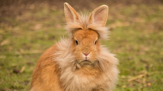 Lionhead Rabbits Have Great Hair, But Are They Great Pets?