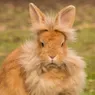 Lionhead Rabbits Have Great Hair, But Are They Great Pets?