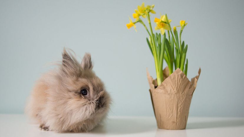 Lionhead rabbit	