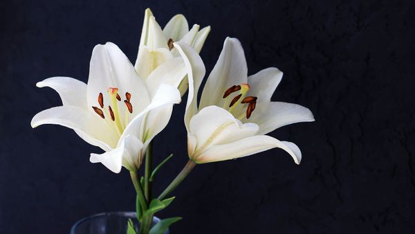white lillies