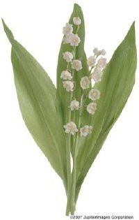 Wholesale Flowers, White Lily of the Valley (25 stems)