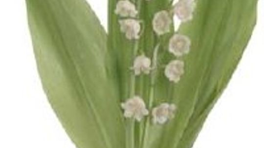 Lily of the Valley