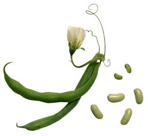 Ripe lima beans, in and out of the pod.See more pictures of lima beans &amp; lima bean recipes.