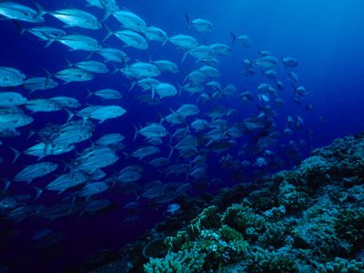 Oceans act as one of Earth's biggest carbon sinks.