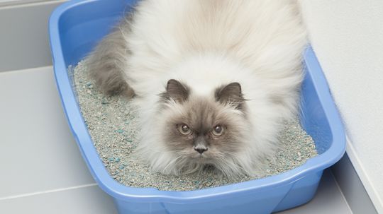 5 Causes of Litter Box Problems in Cats