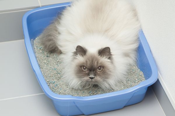 cat in litter box