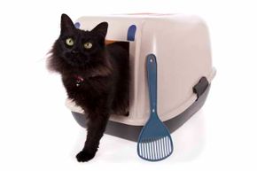 Some cats like the cosiness of a covered litter box. However, they trap odors inside, so be vigilant about cleanup.