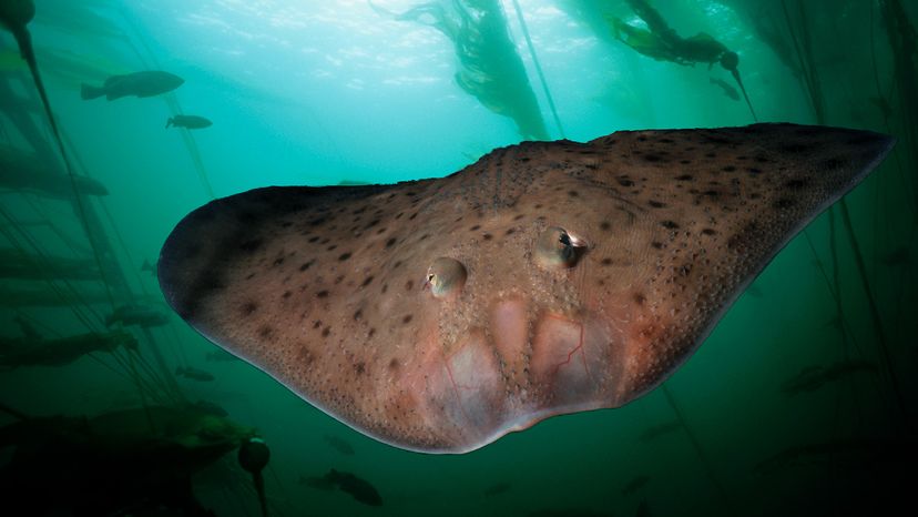 Little skate swimming