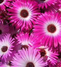 Livingstone Daisy: A Profile of an Annual Flower | HowStuffWorks