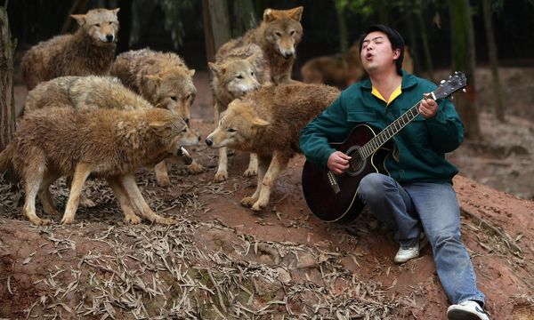 What is a wolf pack mentality?