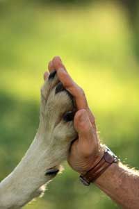 man wolf high five