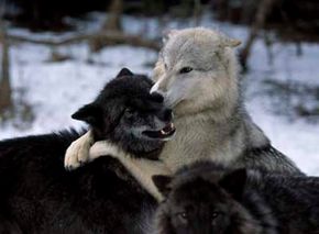 wolf friends