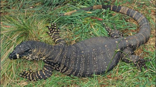 蕾丝监控事实，图片，视频＂width=